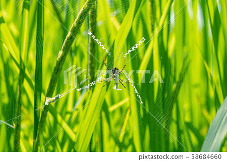 Yellow striped spider outside in nature in her spider web.  58684660