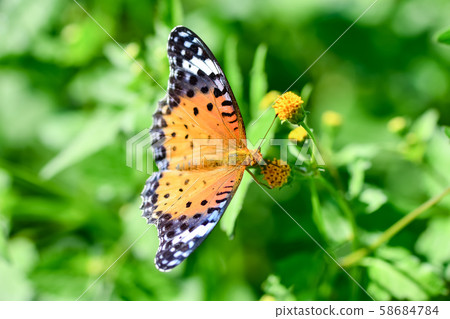 祖瑪朱娜的女性 祖瑪朱娜的女性 58684784