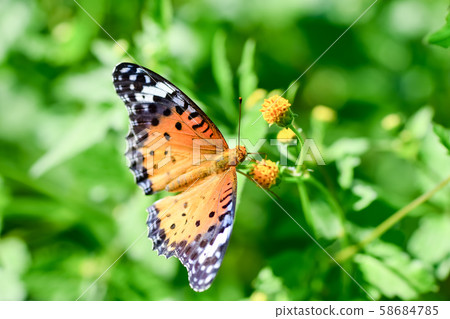 祖瑪朱娜的女性 58684785