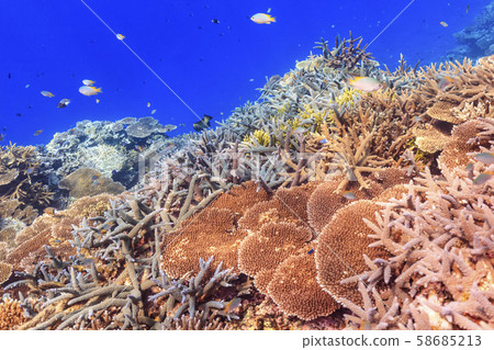 Iriomote Island Diving-Beautiful Branch Coral Flock 58685213