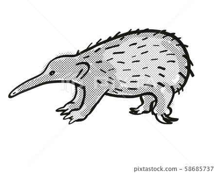 Western Long-beaked Echidna Endangered Wildlife 58685737