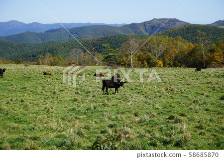 aka坂高原牧場 58685870