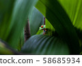 A Red-eyed tree frog, (Agalychnis callidryas) in Costa Rica.   58685934