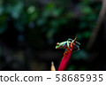 A Red-eyed tree frog, (Agalychnis callidryas) in Costa Rica.   58685935