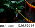 A Red-eyed tree frog, (Agalychnis callidryas) in Costa Rica.   58685936