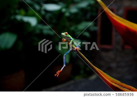 A Red-eyed tree frog, (Agalychnis callidryas) in Costa Rica. A Red-eyed tree frog, (Agalychnis callidryas) in Costa Rica. 58685936