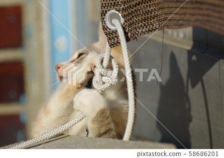 Cute cat Cute cat 58686201