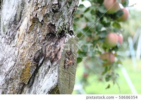 Apple tree 58686354
