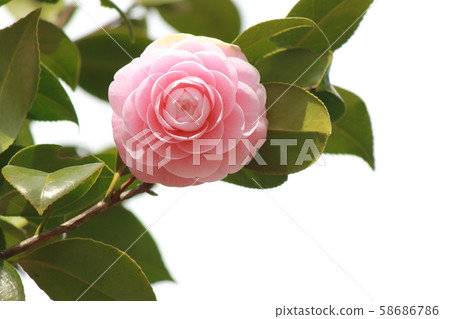 乙女山茶花 58686786