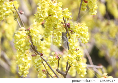 Toshi sickle 58686937