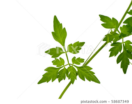 Close up Balloon vine plant on white background. Close up Balloon vine plant on white background. 58687349