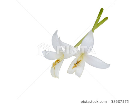 Indian Cork Flowers (Millingtonia hortensis) 58687375