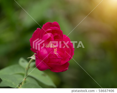 Damask Rose flower with blur background Damask Rose flower with blur background 58687406