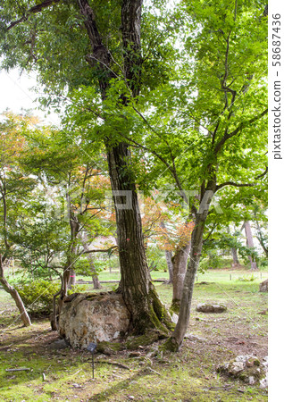 Ishidaki Mizunara, Former House Garden, Akita Prefecture Ishidaki Mizunara, Former House Garden, Akita Prefecture 58687436