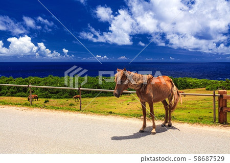 Okinawa Prefecture Yonaguni Island Yonaguni Horse 58687529