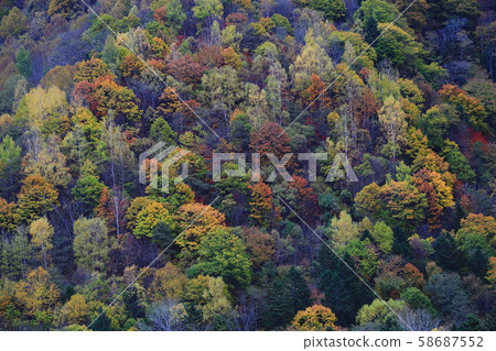秋天的樹葉 秋天的樹葉 58687552