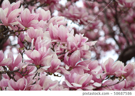 Shimokuren Shimokuren 58687586