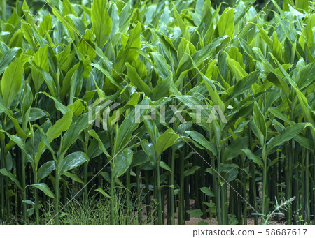 The whole field The whole field 58687617
