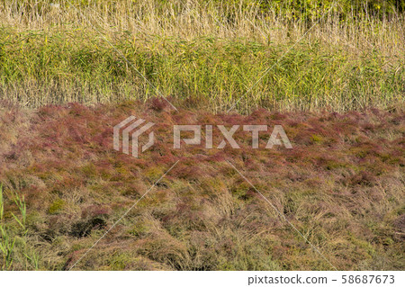 仁川南洞區索拉濕地生態公園 58687673