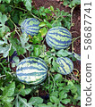 watermelon 58687741