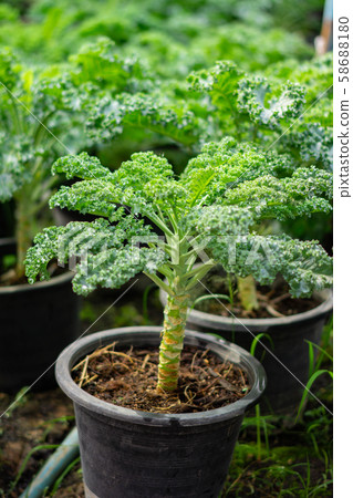 Organic broccoli in vegetable garden Organic broccoli in vegetable garden 58688180