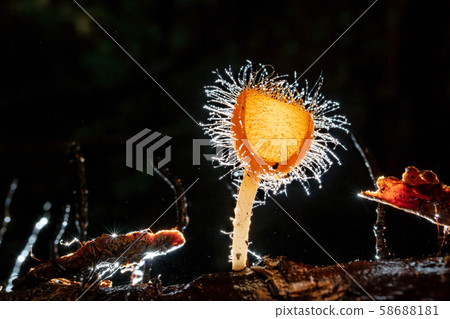 Orange mushroom ,Champagne mushroom or eyelash cup Orange mushroom ,Champagne mushroom or eyelash cup 58688181