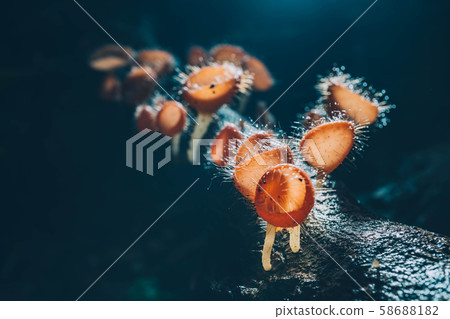Orange mushroom ,Champagne mushroom or eyelash cup 58688182