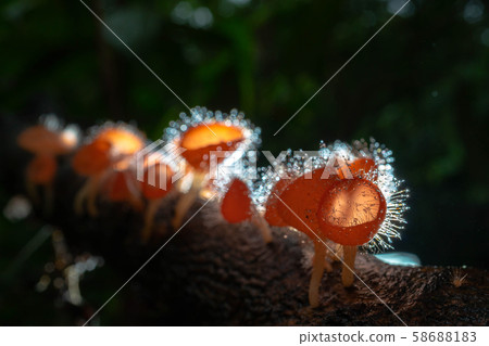 Orange mushroom ,Champagne mushroom or eyelash cup Orange mushroom ,Champagne mushroom or eyelash cup 58688183