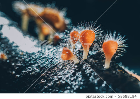 Orange mushroom ,Champagne mushroom or eyelash cup Orange mushroom ,Champagne mushroom or eyelash cup 58688184