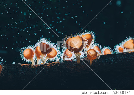 Orange mushroom ,Champagne mushroom or eyelash cup 58688185