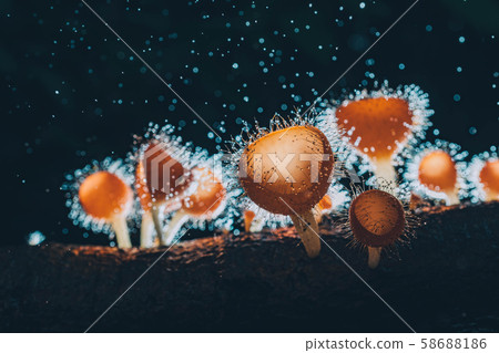 Orange mushroom ,Champagne mushroom or eyelash cup Orange mushroom ,Champagne mushroom or eyelash cup 58688186
