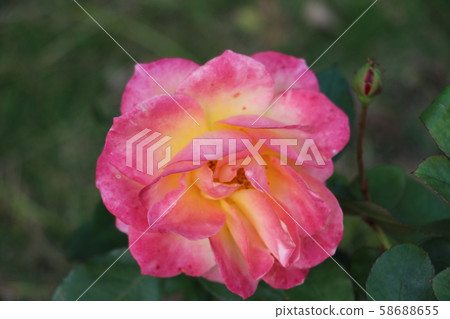 Svenil de Anne Frank 58688655