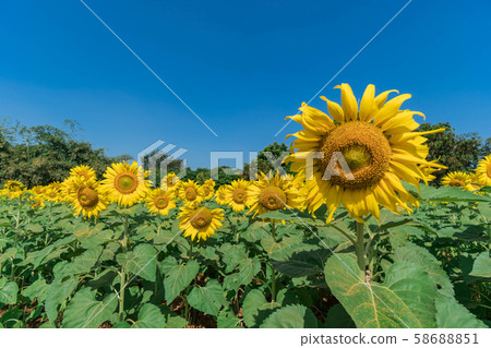 Sunflower field with blue sky Sunflower field with blue sky 58688851