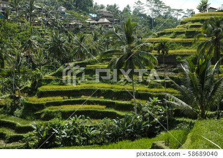 The beautiful Tegalallang rice terraces near Ubud in Bali 58689040
