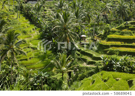 The beautiful Tegalallang rice terraces near Ubud in Bali 58689041