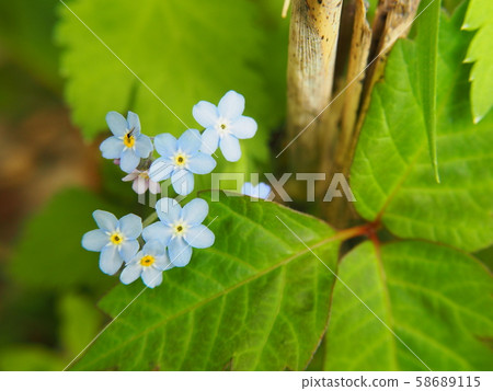 Ezomurasaki 58689115