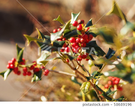 聖誕彩色冬青 58689196