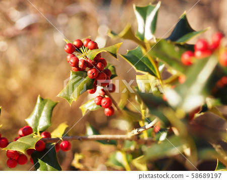 聖誕彩色冬青 聖誕彩色冬青 58689197