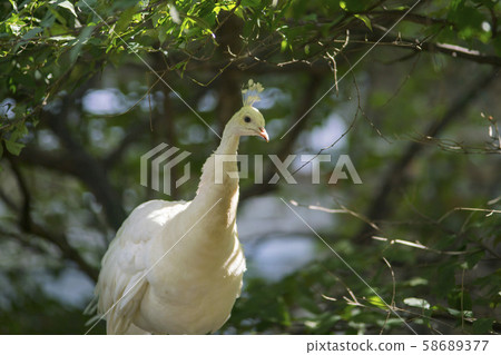 首爾國立大學公園，京畿道果川市 58689377