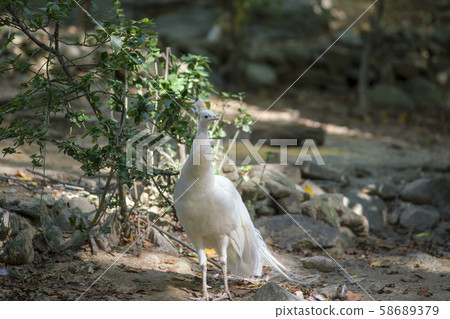 首爾國立大學公園,京畿道果川市 首爾國立大學公園,京畿道果川市 58689379