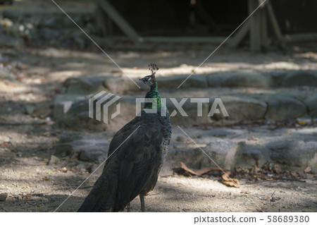 首爾國立大學公園,京畿道果川市 首爾國立大學公園,京畿道果川市 58689380