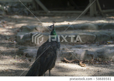 首爾國立大學公園,京畿道果川市 首爾國立大學公園,京畿道果川市 58689381