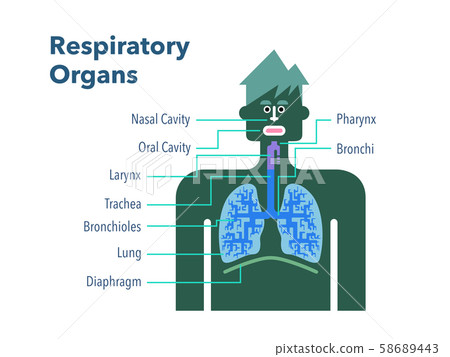 呼吸器官的簡單圖解 每個部分的名稱用英語在白色背景上 插圖素材 圖庫