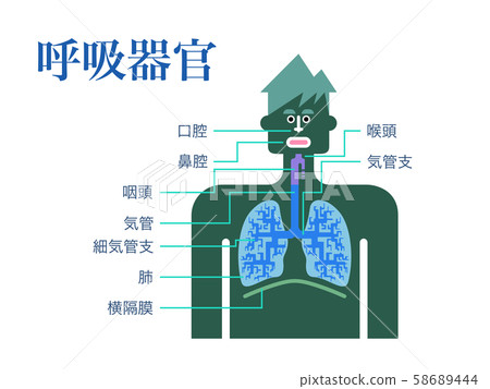 Simple illustration of respiratory organs with the name of each part written in Japanese on a white background Simple illustration of respiratory organs with the name of each part written in Japanese on a white background 58689444