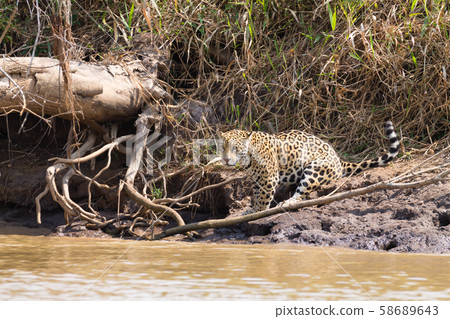Jaguar from Pantanal, Brazil 58689643