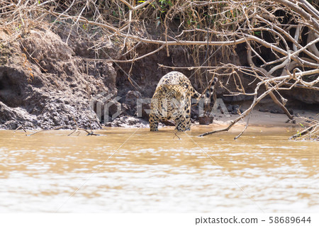 Jaguar from Pantanal, Brazil 58689644