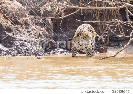 Jaguar from Pantanal, Brazil 58689645