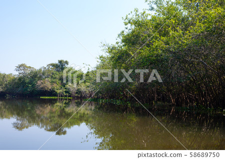 Panorama from Pantanal, Brazilian wetland region. 58689750