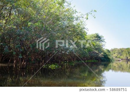 Panorama from Pantanal, Brazilian wetland region. Panorama from Pantanal, Brazilian wetland region. 58689751