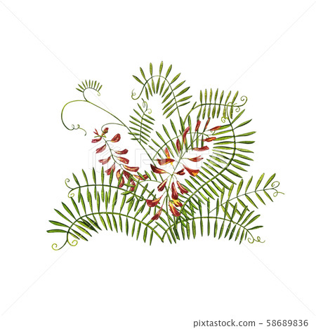 Wildflowers medicinal Tufted Vetch watercolor illustrations. Isolated on the white background 58689836